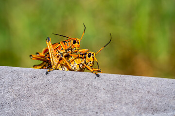 Eastern Lubber Grasshoppers Mating in Natural Habitat, Florida © Olga