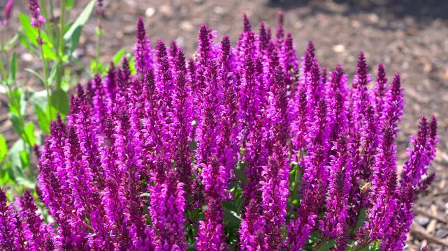 Purple flowering bush on a sunny spring day with a bee looking for pollen and a swarm of flies in slow motion