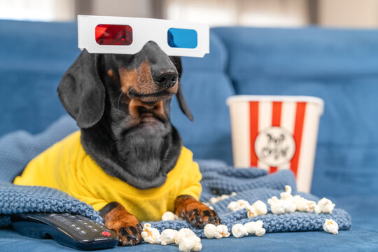 Black dachshund dog wearing red and blue 3d cinema glasses on head next to a popcorn bucket on a blue sofa, couch potato.