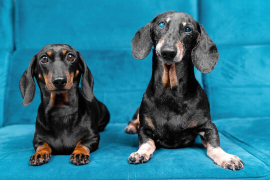 Two black and tan dachshund dog puppy and senior, sitting together on a teal velvet sofa, adorable pet companionship concept, cozy lifestyle