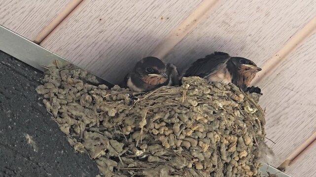한국,제비,제비새끼,육추,새,Korea, Swallow, Swallow chick, Brooding, Bird