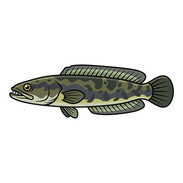 Snakehead Fish Illustration