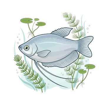 Illustration of a blue gourami fish swimming in aquatic plants and bubbles.