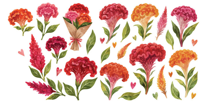 cockscomb flowers watercolor illustration