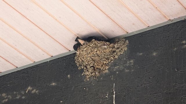 한국,제비,제비새끼,육추,새,Korea, Swallow, Swallow chick, Brooding, Bird