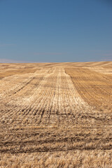 Tractor tire tracks and straw rows left in a harvested wheat field on a sunny day. © Nelia