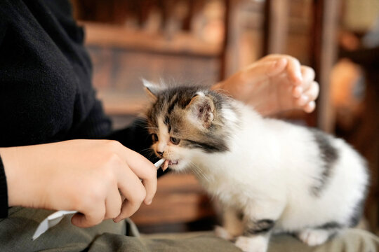 Person feeding medicine or nutrition to a tiny fluffy kitten