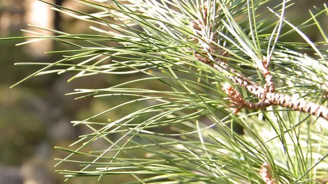 Close Up of Pine Tree Branch in Nagamachi Samurai District
