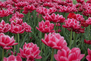 Obraz premium Beautiful red-pink tulips with white edges in full bloom, shown in close-up, representing spring flowers and natural floral beauty