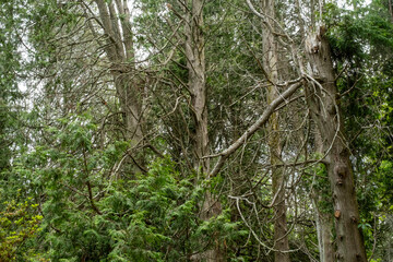 Fototapeta premium Trees and Intertwined Branches in Deep Woods
