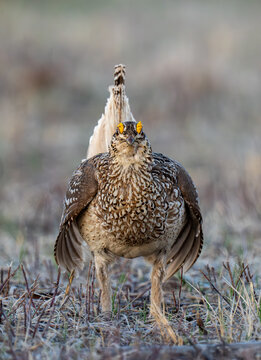 Sharp Tailed Grouse