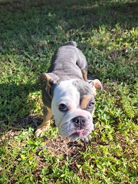 A close-up high angle shot of a tricolor English Bulldog puppy with an underbite looking up from a green grass lawn outdoors.