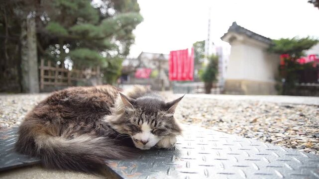 龍泉寺の境内でうたた寝する猫（愛知県名古屋市, 2026年3月）