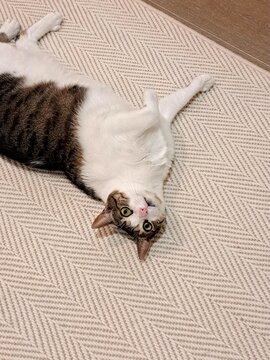 A playful tabby and white cat lying upside down on its back on a textured chevron pattern rug.