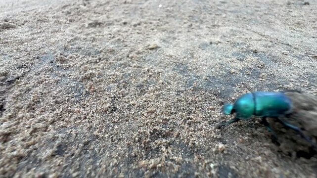 Dung beetle from the Scarabaeidae family rolling a ball of dung across a sandy surface in Liwonde National Park. Malawi.