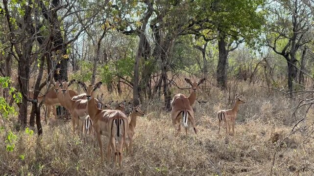 A group of impalas (Aepyceros melampus) grazes in the dry woodland of Majete Wildlife Reserve, Malawi.