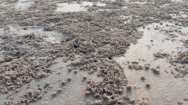 Sand bubbler crabs on the beach