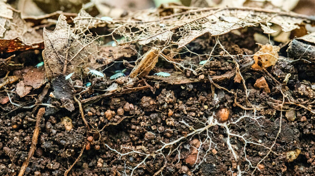 Detailed soil cross section featuring active springtails among roots and white fungal mycelium web