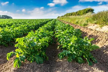 Green Potato Field Rows in farm under Blue Summer Sky © Sergii Figurnyi