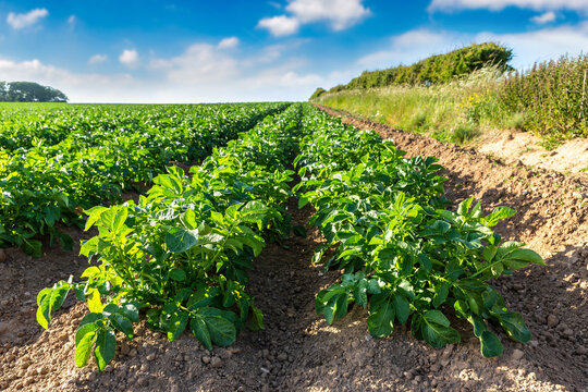 Green Potato Field Rows in farm under Blue Summer Sky