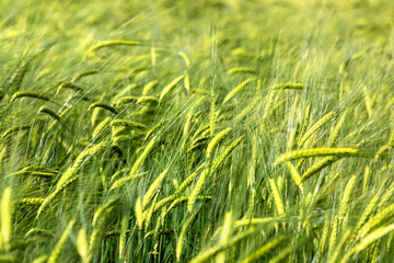 Obraz premium Green Wheat farm Field with Young Grain Heads