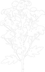 Fototapeta premium Line art illustration of a plant with leaves and flower heads on white background