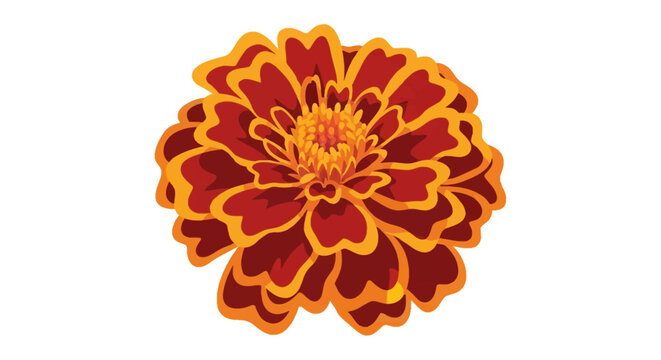 Vector illustration of a marigold flower with deep red petals, orange edges, and a yellow center disk, isolated botanical floral element for design on a plain white background.