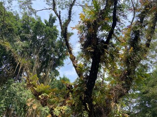 Fototapeta premium trees in the forest