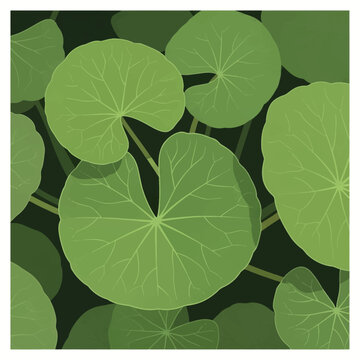 Top-down vector illustration of green Centella asiatica leaves, Gotu Kola, with prominent radial veins and round shapes on a dark background in a clean botanical flat design style.