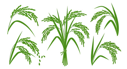 Obraz premium Green rice stalks and grains on a clean white background representing agriculture and harvest