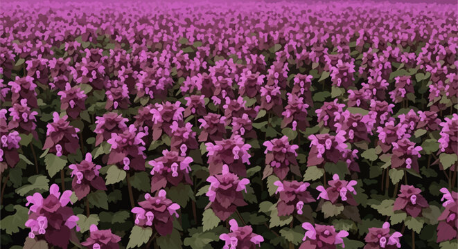 Vector illustration of a dense field covered with purple blooming Lamium purpureum or red dead-nettle flowers and green leaves, presented in a graphic style with depth perspective.