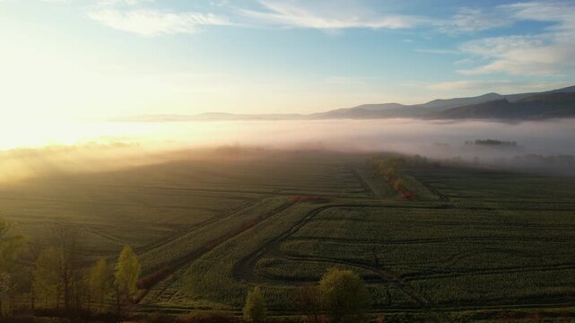 Beautiful morning fog over green country fields at sunrise aerial view. Clean landscapes b-roll of low mist banks slowly moving across agrarian green fields in Lower Silesia. 