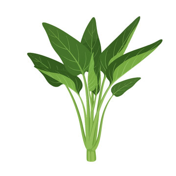 Bunch of fresh water spinach isolated on a white background, featuring vibrant green leaves and long stalks. Ipomoea aquatica vegetable commonly used in Asian cooking and stir-fry.