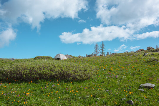 White tent on green grassland among vivid orange flowers and rocks in bright sun under clouds in blue sky. Alone tent on flowering hilly meadow among thickets and stones in cloudy changeable weather.