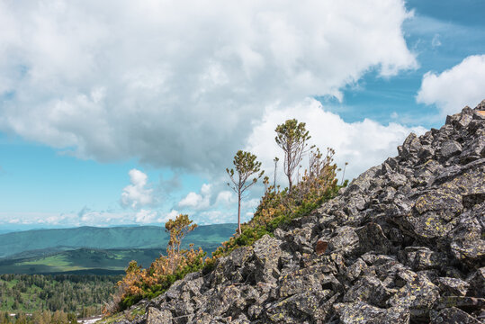 Small young coniferous trees among dwarf conifer trees on scree against green hill silhouettes far away under clouds in blue sky. Wild alpine flora on stony steep slope in cloudy changeable weather.