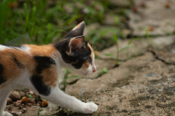 Obraz premium Side view of a cute calico kitten walking on a stone path in the garden, looking curious and focused