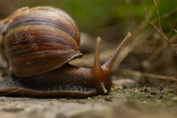 Macro shot of a giant African land snail crawling slowly on a wet ground in nature. © Nguyen Tuan