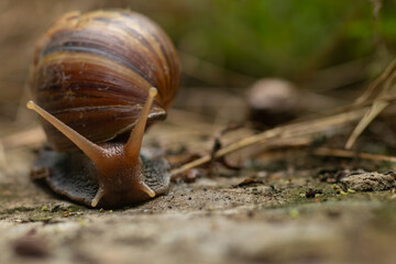 Macro front view of a giant African land snail crawling on the ground with extended tentacles. © Nguyen Tuan