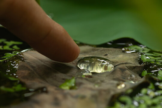 A human finger pointing close to a large transparent water droplet on a dry lotus leaf.