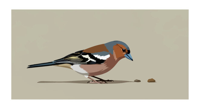 Male common chaffinch (Fringilla coelebs) vector illustration in side profile view. The songbird has a blue-grey crown, reddish breast, and white wing bars on a solid beige background.
