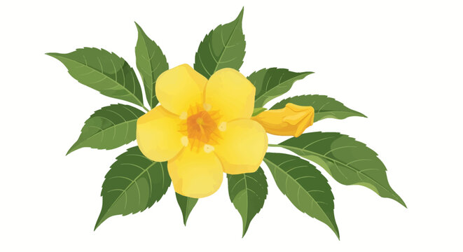 Vector illustration of a yellow trumpet flower with green serrated leaves and a single bud, botanical floral element isolated on white background for garden and nature design.