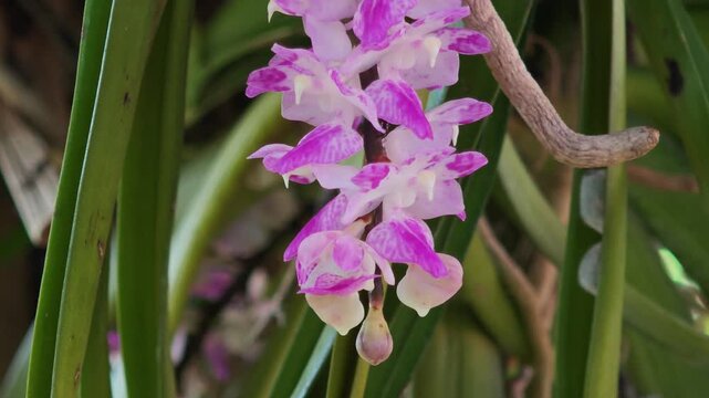 A beautiful orchid, named *Red Garland Rose*.