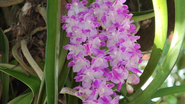 A beautiful orchid, named *Red Garland Rose*.