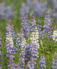 Obraz premium Sundial Lupine