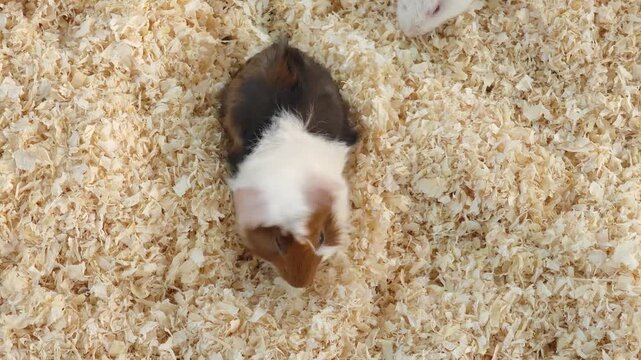 Guinea pig playing and foraging.