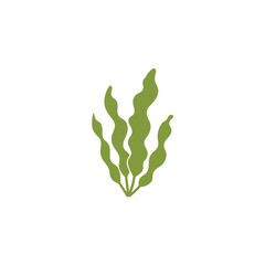 Seaweed plant in the ocean. © ean