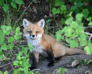 Fototapeta premium red fox vulpes kit pup adorable