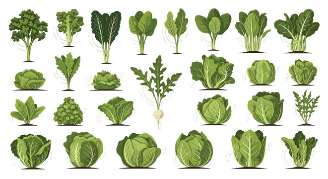 Comprehensive collection of various green leafy vegetables including different types of cabbage lettuce spinach and kale on white.