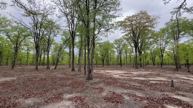 A wide view of sparse forestland with fresh green foliage under overcast skies. Liwonde National Park, Malawi.