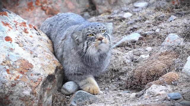 Close up portrait of a rare wild Pallas's cat (Otocolobus manul) stealthily crouching behind rugged rocks. Fluffy wildcat stalking and observing in its natural barren mountainous habitat.